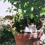 Besonders die Topfpflanzen auf der Terrasse brauchen  regelmig Giewasser und junge Ktzchen.